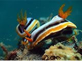 Anilao Nudibranch 240