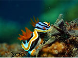 Anilao Nudibranch 245