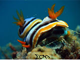 Anilao Nudibranch 247