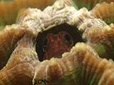 Anilao Blenny 1