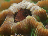 Anilao Blenny 2