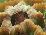 Anilao Blenny 3