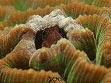 Anilao Blenny