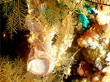 Anilao Frogfish 38