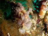 Anilao Frogfish 39