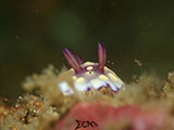 Anilao Nudibranch 529