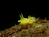 Anilao Nudibranch 531