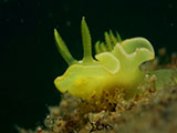 Anilao Nudibranch 532