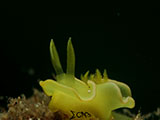 Anilao Nudibranch 533