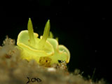 Anilao Nudibranch 534