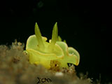 Anilao Nudibranch 535