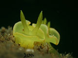 Anilao Nudibranch 536