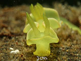 Anilao Nudibranch 537