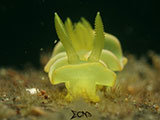 Anilao Nudibranch 538