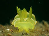 Anilao Nudibranch 539