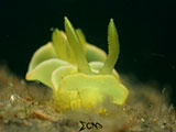 Anilao Nudibranch 540