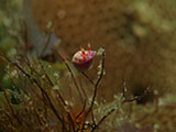 Anilao Nudibranch 541