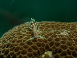 Anilao Nudibranch 542