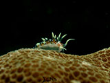 Anilao Nudibranch 543