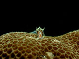 Anilao Nudibranch 544