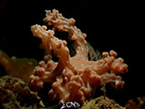 Anilao Nudibranch 548