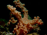 Anilao Nudibranch 550