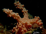 Anilao Nudibranch 552