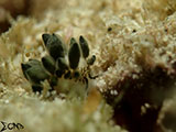 Anilao Nudibranch 560