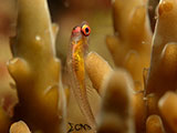 Anilao Pink Eyed Goby 29