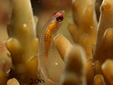 Anilao Pink Eyed Goby 30