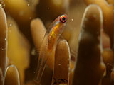 Anilao Pink Eyed Goby 31