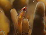 Anilao Pink Eyed Goby 32