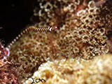 Anilao Banded Pipefish