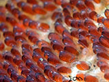 Anilao Clownfish Eggs 19