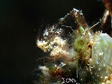 Anilao Hairy Shrimp 31