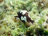 Anilao Headshield Slug 4