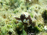 Anilao Headshield Slug 5