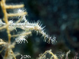 Anilao Ornate Ghost Pipefish 15