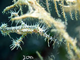 Anilao Ornate Ghost Pipefish 16