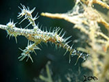 Anilao Ornate Ghost Pipefish 17