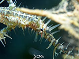 Anilao Ornate Ghost Pipefish 19