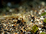 Anilao Ribboned Pipefish 1