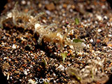 Anilao Ribboned Pipefish 2