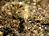 Anilao Ribboned Pipefish 3