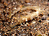 Anilao Ribboned Pipefish 4