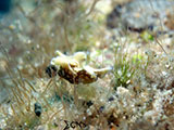 Anilao Sea Hare 2