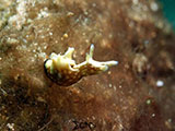 Anilao Sea Hare 4