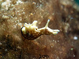 Anilao Sea Hare 5