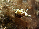 Anilao Sea Hare 6