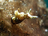 Anilao Sea Hare 7